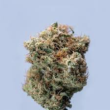 Discovering Quebec Cannabis Seeds A Comprehensive Guide Discovering Quebec Cannabis Seeds A Comprehensive Guide