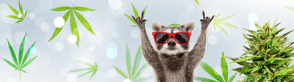 Discovering Quebec Cannabis Seeds A Comprehensive Guide Discovering Quebec Cannabis Seeds A Comprehensive Guide